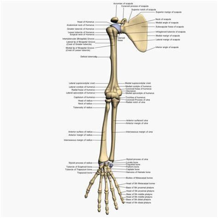 ARM BONE MODEL Eduscience Video Gallery