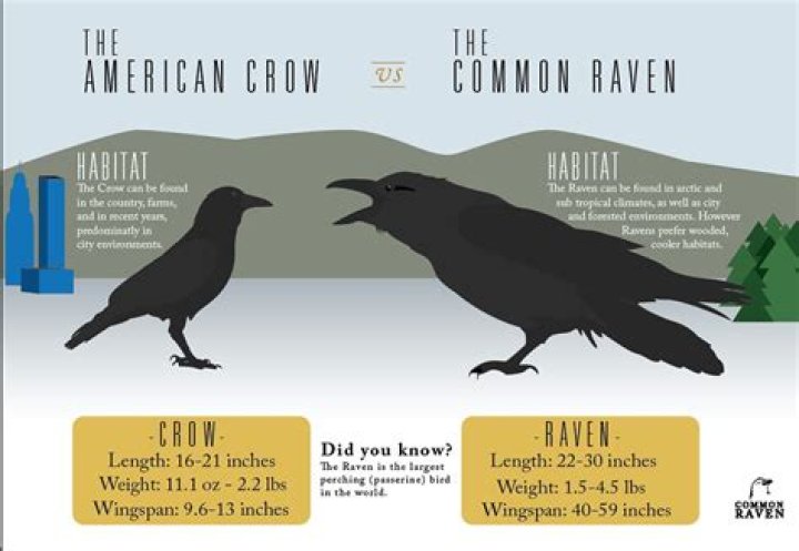 crow vs raven Aaron Boyle Flickr