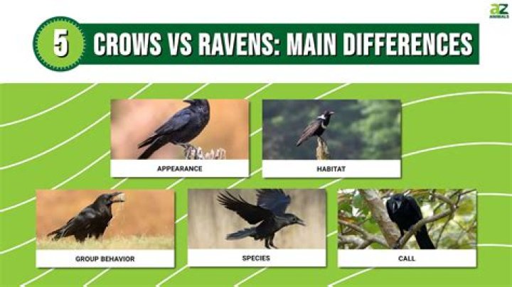 Crows vs Ravens 5 Main Differences Explained AZ Animals