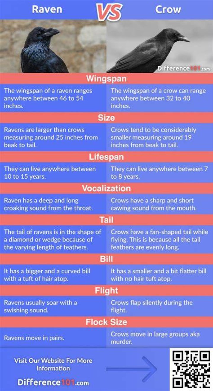 Difference Between Crow And Raven, Raven Or Crow There Is A Difference