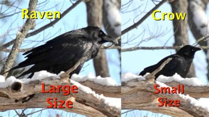Raven vs Crow Size How to Tell Them Apart AZ Animals