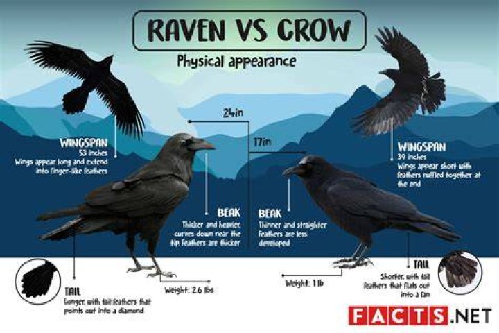 Raven VS Crow What's The Difference?