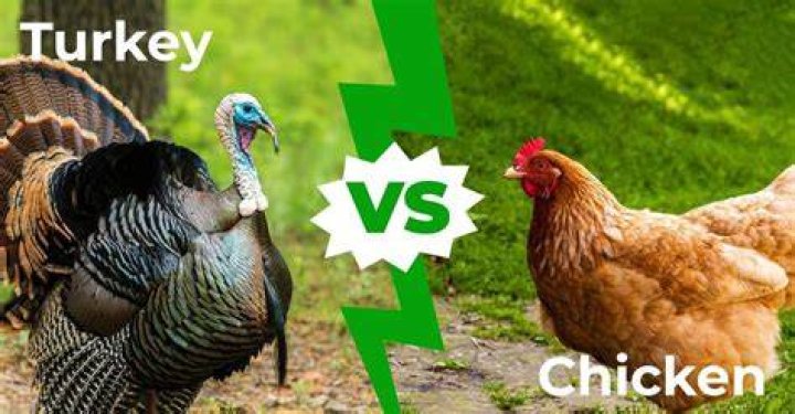 Turkey vs Chicken 7 Main Differences Explained AZ Animals